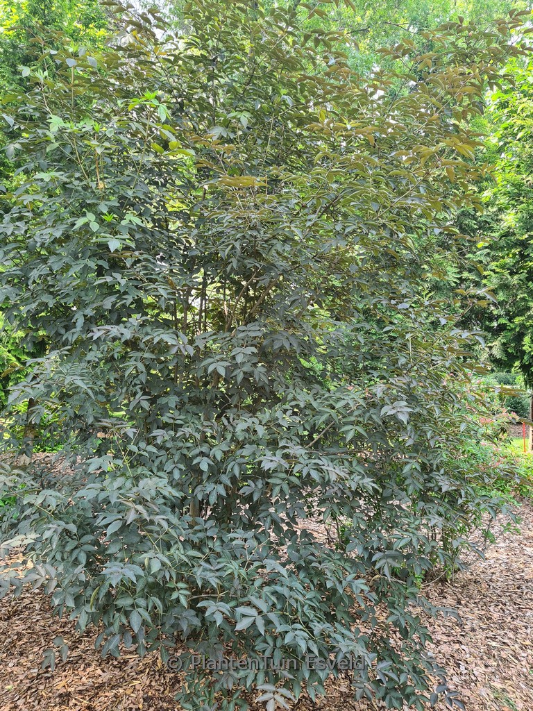 Staphylea colchica ‚Black Jack‘