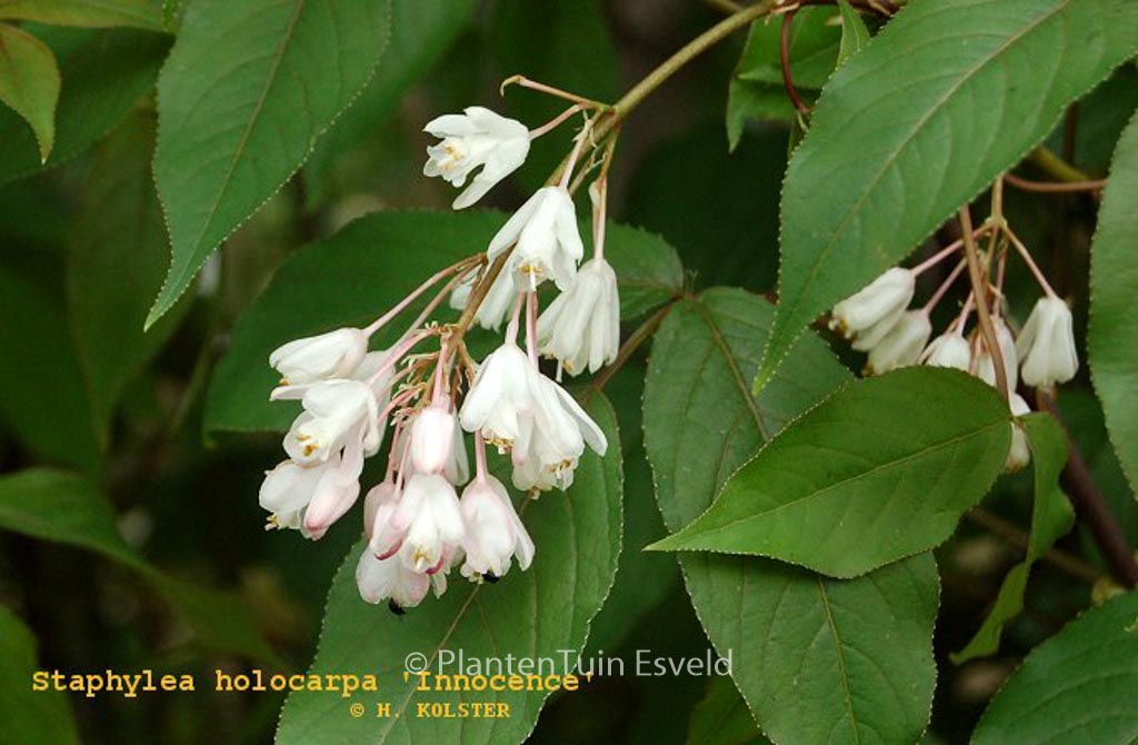 Staphylea holocarpa ‚Innocence‘