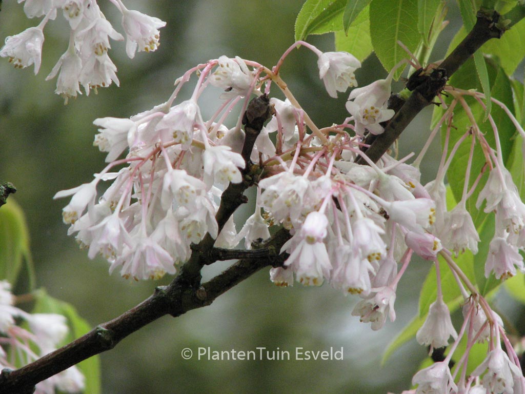 Staphylea holocarpa ‚Rosea‘