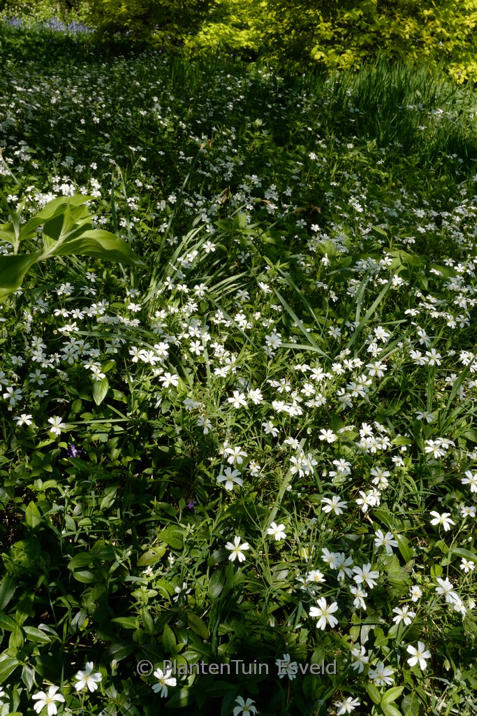 Stellaria holostea