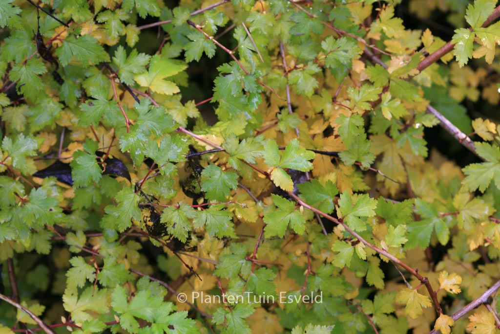 Stephanandra incisa ‚Crispa‘