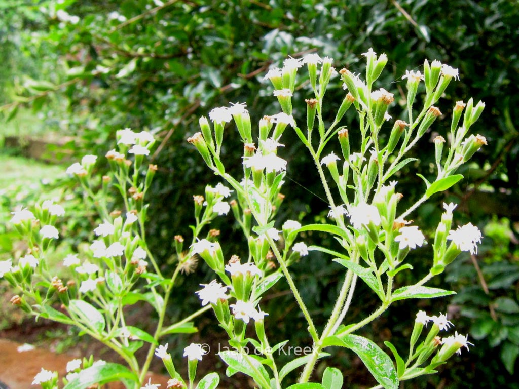 Stevia rebaudiana