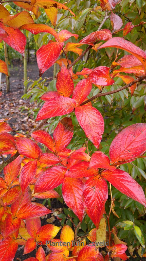 Stewartia pseudocamellia ‚Koreana‘