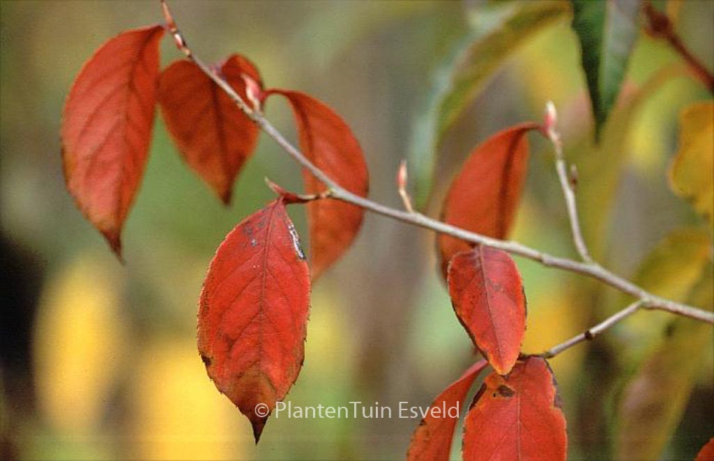 Stewartia rostrata ‚Hulsdonk Pink‘