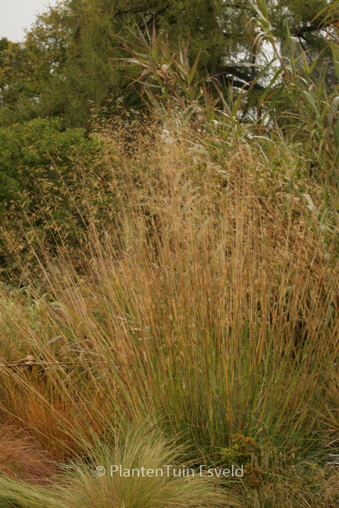Stipa gigantea ‚Goldfontaene‘