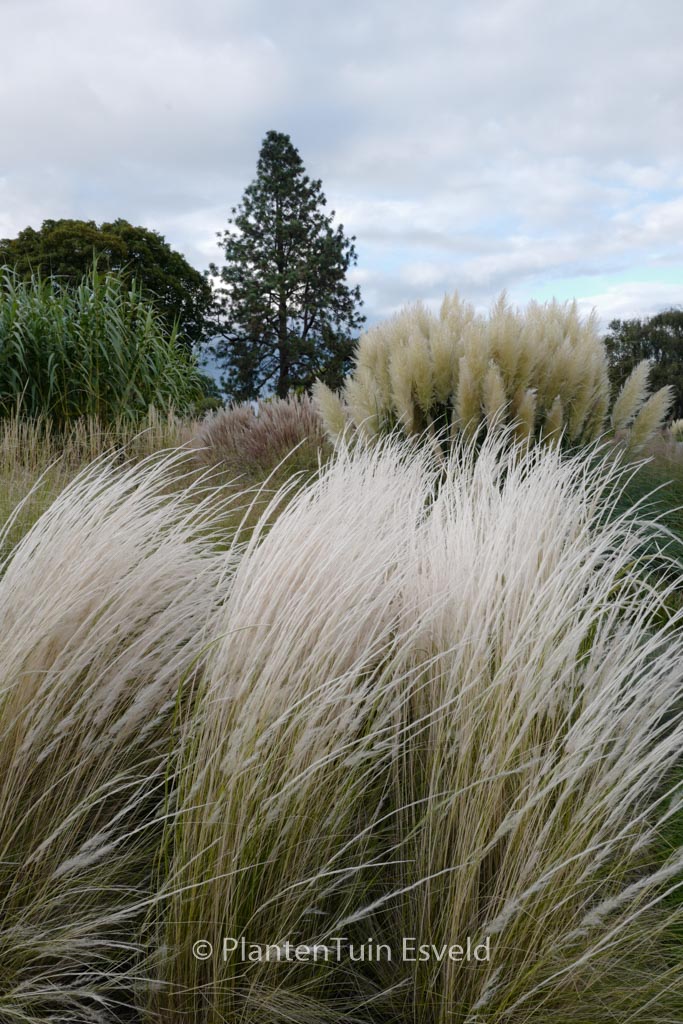Stipa ichu