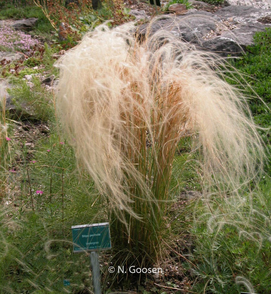 Stipa pennata