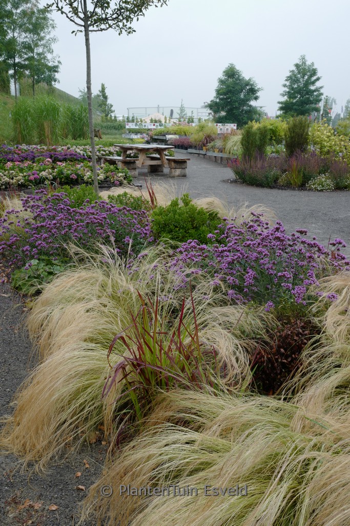 Stipa tenuissima ‚Ponytails‘