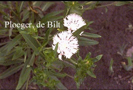 Stokesia laevis ‚Alba‘
