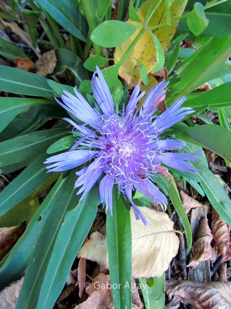 Stokesia laevis ‚Blue Star‘