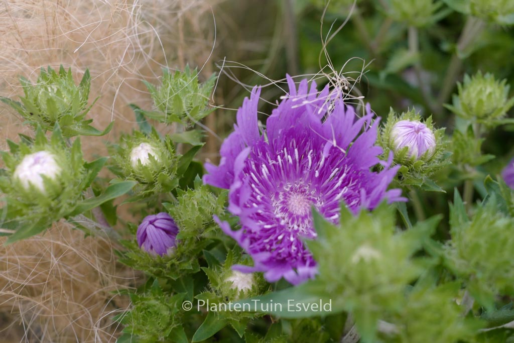 Stokesia laevis ‚Mels Blue‘
