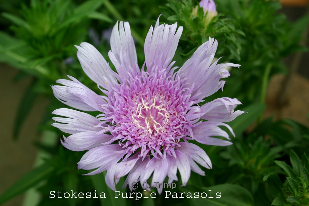 Stokesia laevis ‚Purple Parasols‘