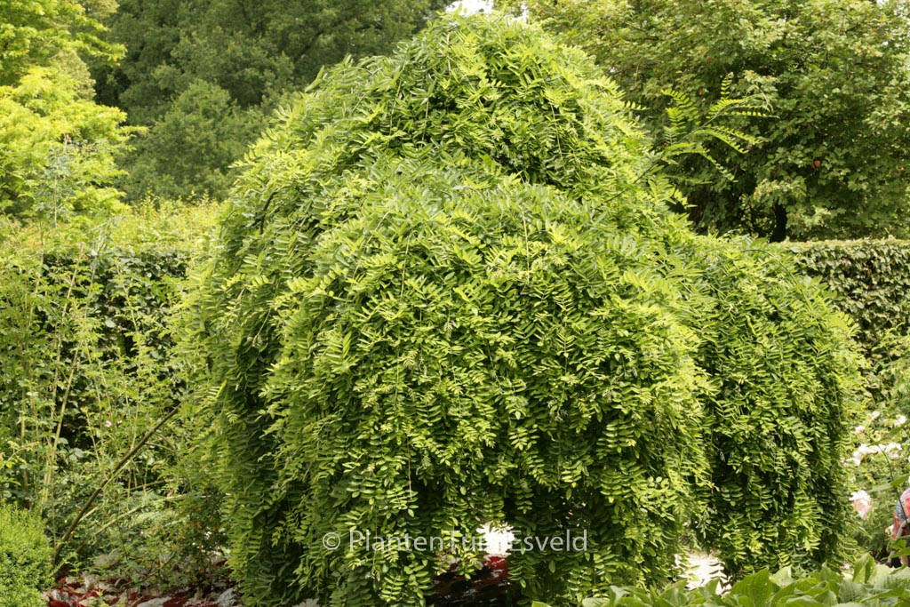 Styphnolobium japonicum ‚Pendula‘