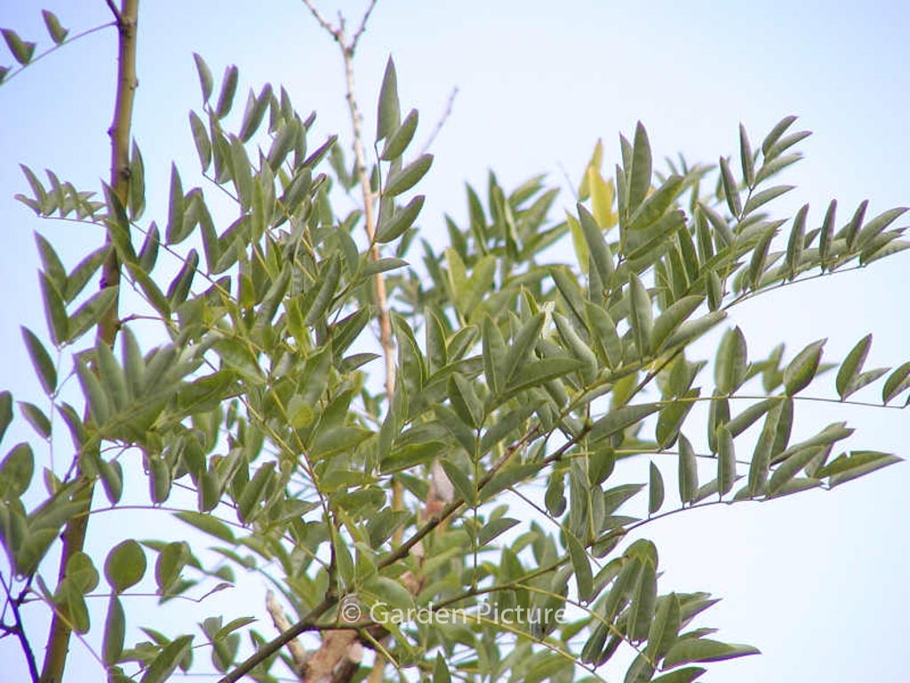 Styphnolobium japonicum ‚Regent‘