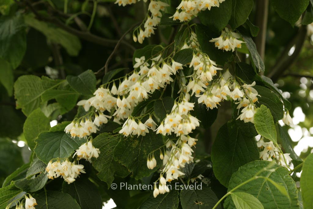 Styrax hemsleyanus