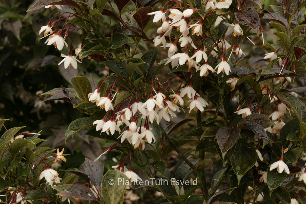 Styrax japonicus ‚Evening Light‘