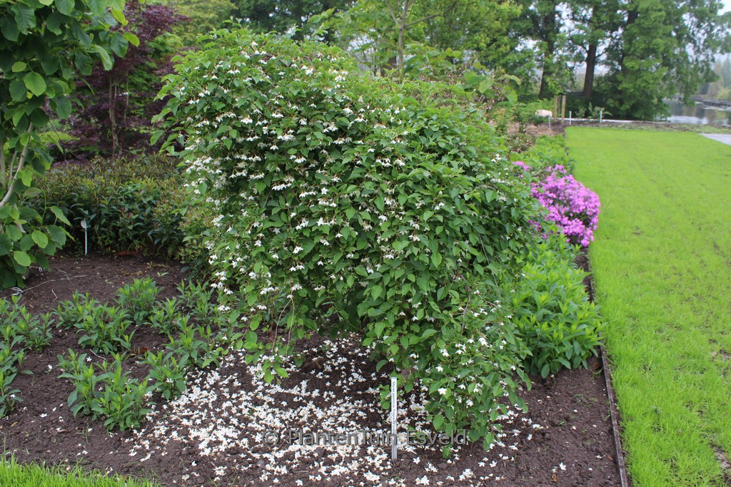 Styrax japonicus ‚Fragrant Fountain‘