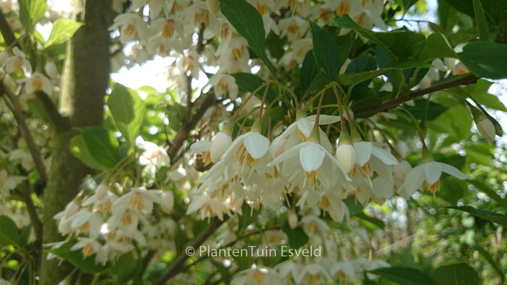 Styrax japonicus ‚JFS-D‘ (SNOWCONE)