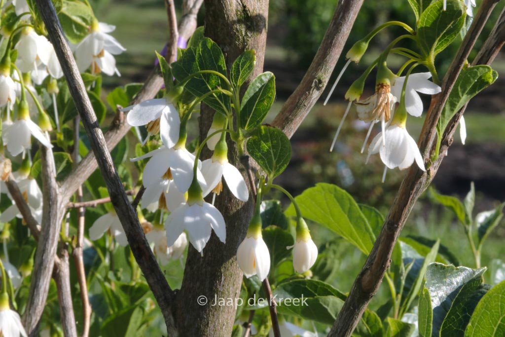 Styrax japonicus ‚June Snow‘