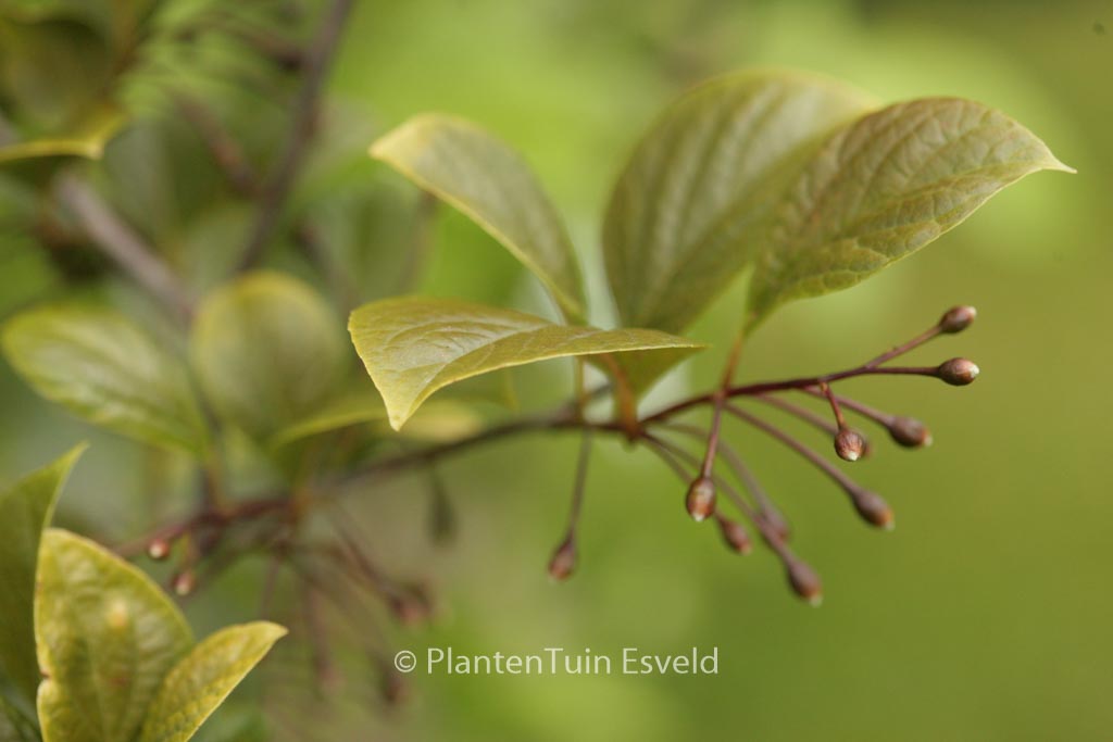 Styrax japonicus ‚Peter Catt‘