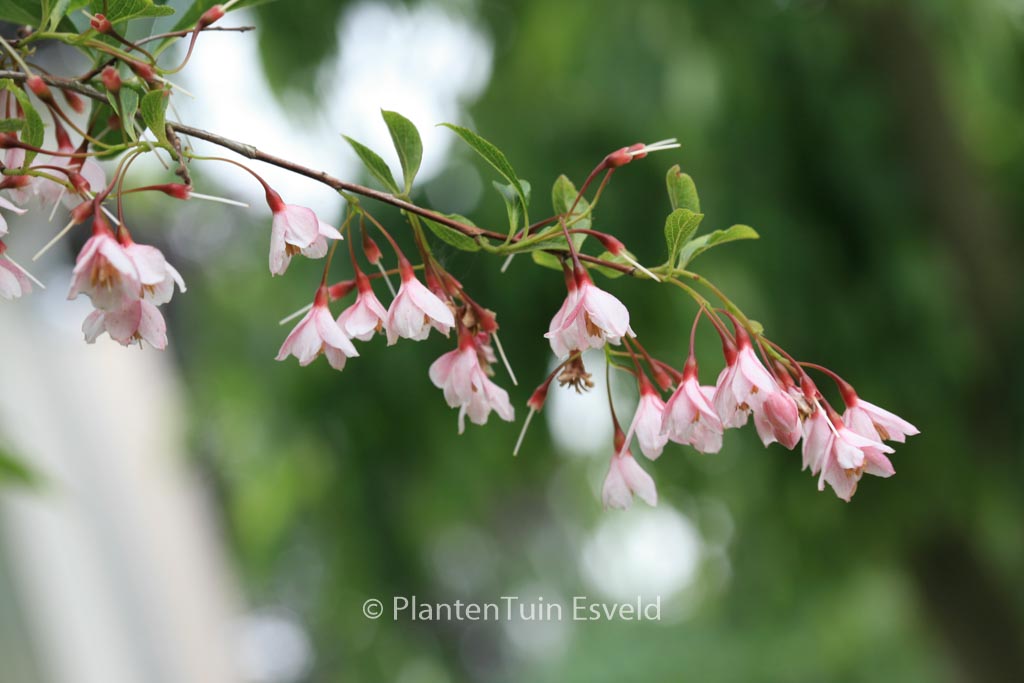 Styrax japonicus ‚Pink Chimes‘