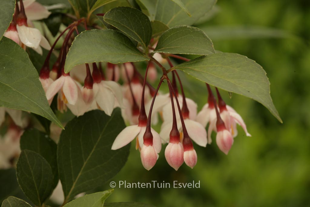 Styrax japonicus ‚Pink Snowbell‘