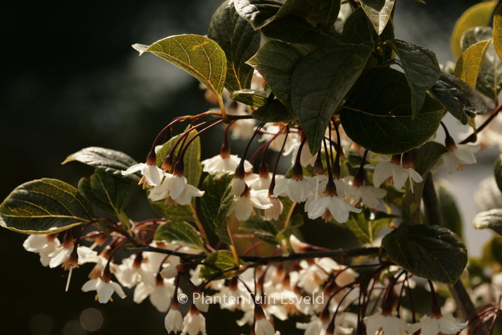 Styrax japonicus ‚Purple Dress‘