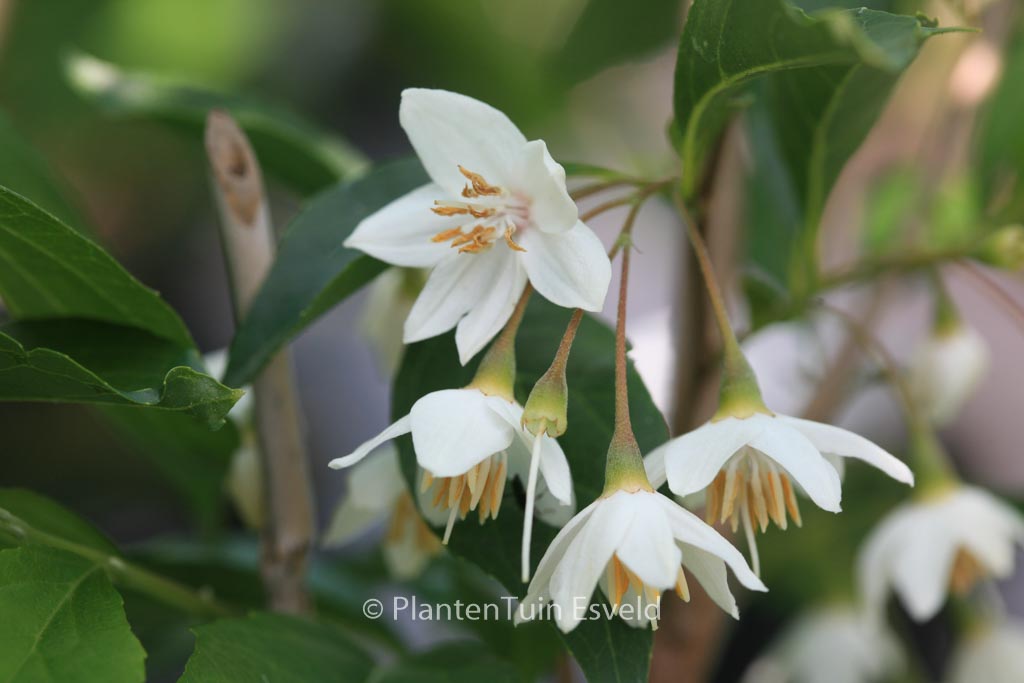 Styrax japonicus ‚Snowfall‘