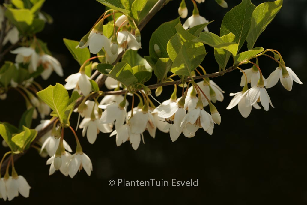 Styrax japonicus ‚Sohuksan‘ (EMERALD PAGODA)