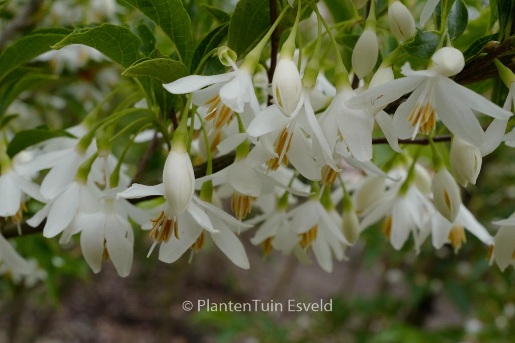 Styrax japonicus ‚Tinkerbell‘