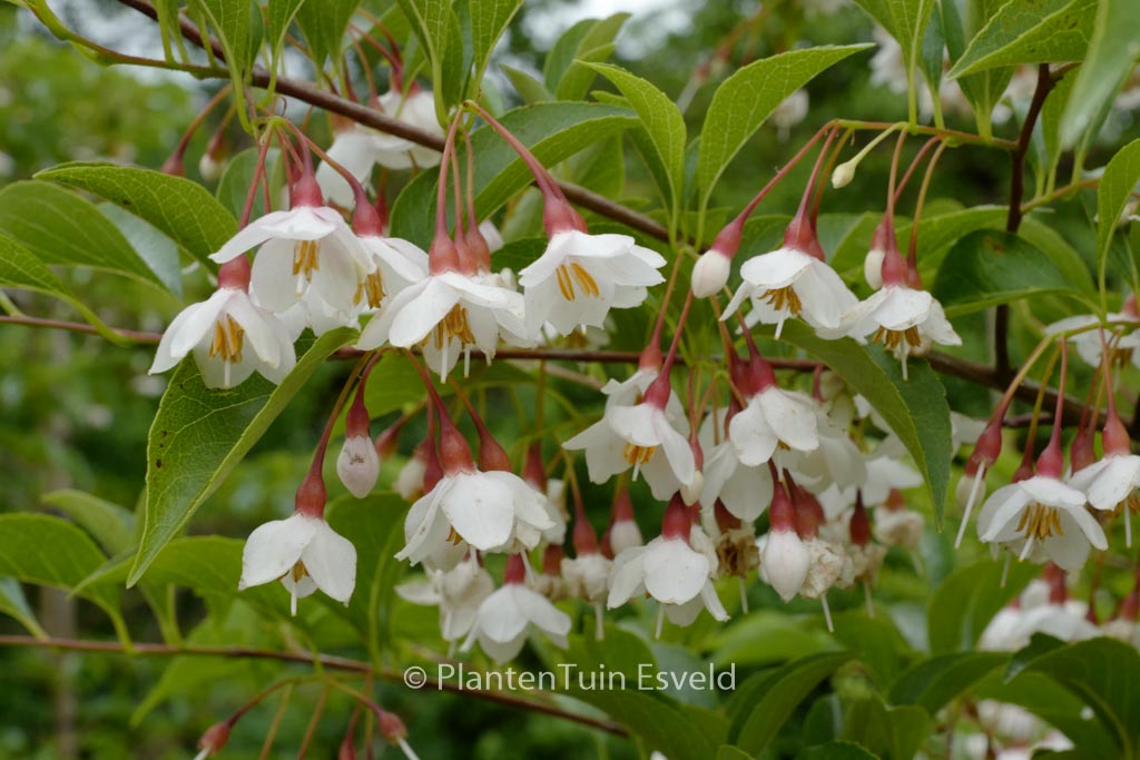 Styrax japonicus ‚Wendy‘