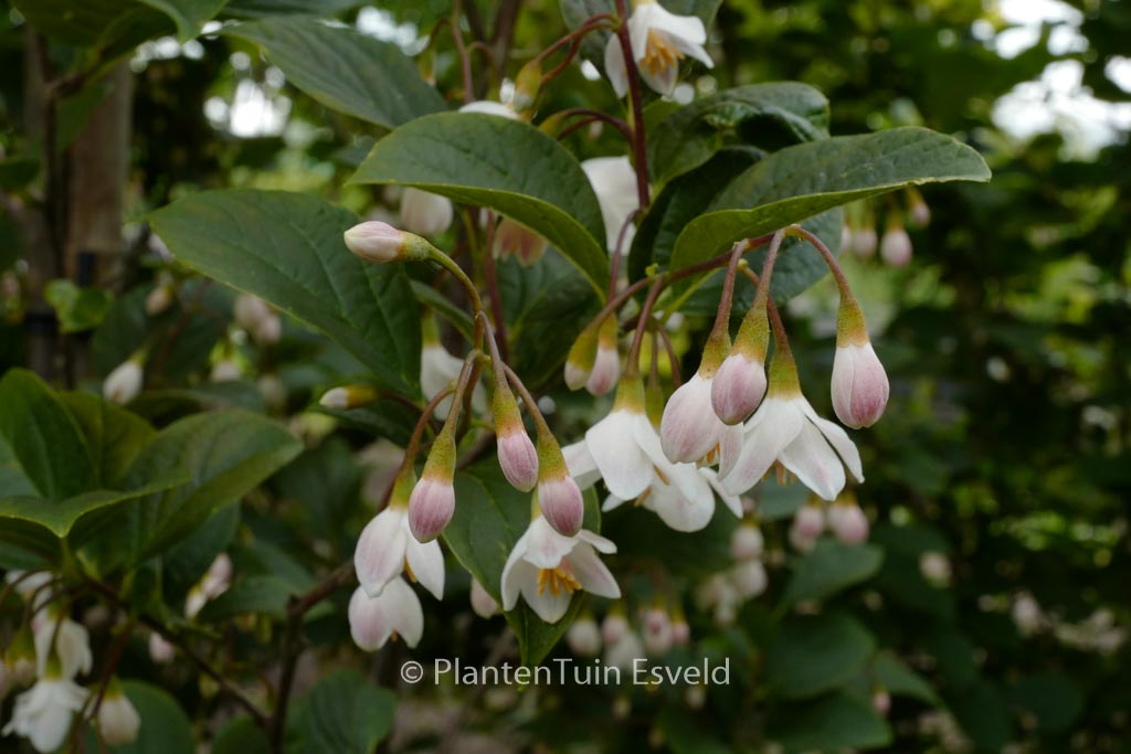 Styrax japonicus ‚Wespelaar‘