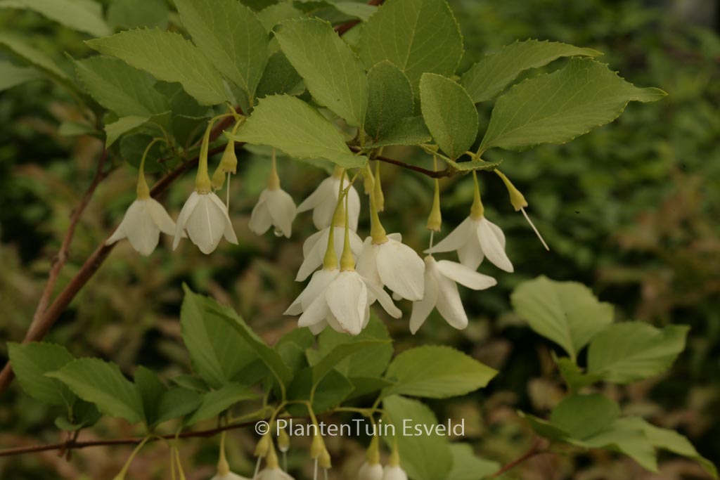 Styrax japonicus var. jippei-kawamurai