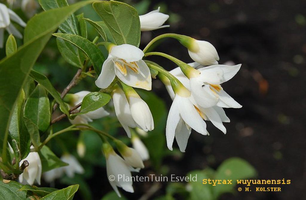 Styrax wuyuanensis