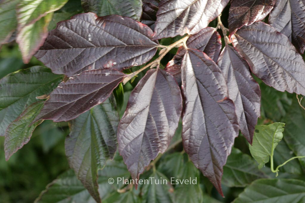 Sycoparrotia semidecidua ‚Purple Haze‘