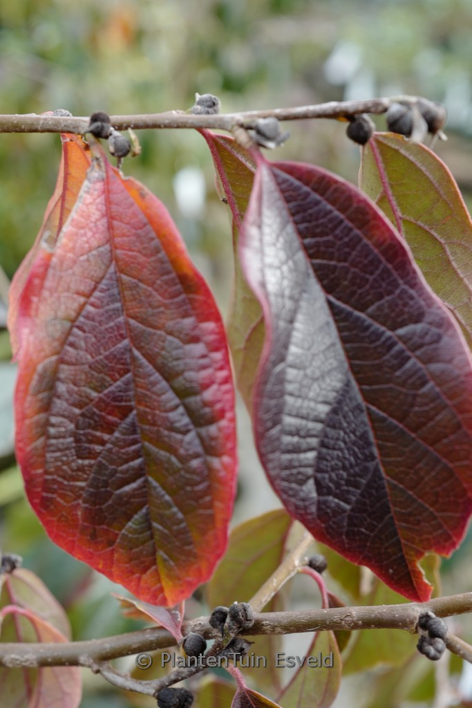 Sycoparrotia semidecidua ‚Sartori‘ (AUTUNNO ROSSO)