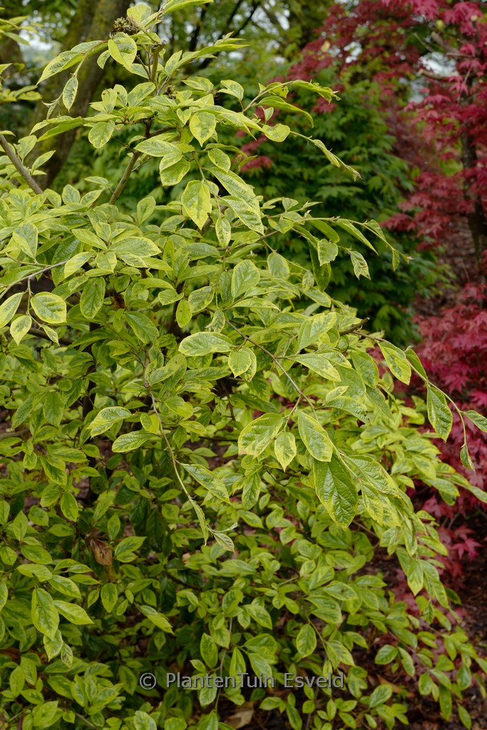 Sycoparrotia semidecidua ‚Variegata‘