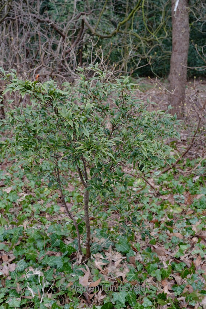 Sycopsis sinensis ‚Little Leaf‘
