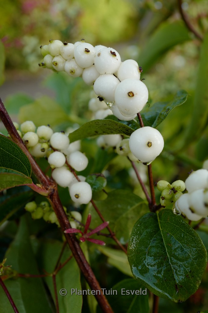 Symphoricarpos ‚Magical Galaxy‘