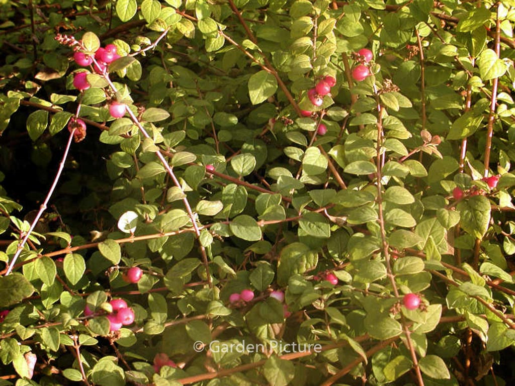 Symphoricarpos chenaultii ‚Hancock‘