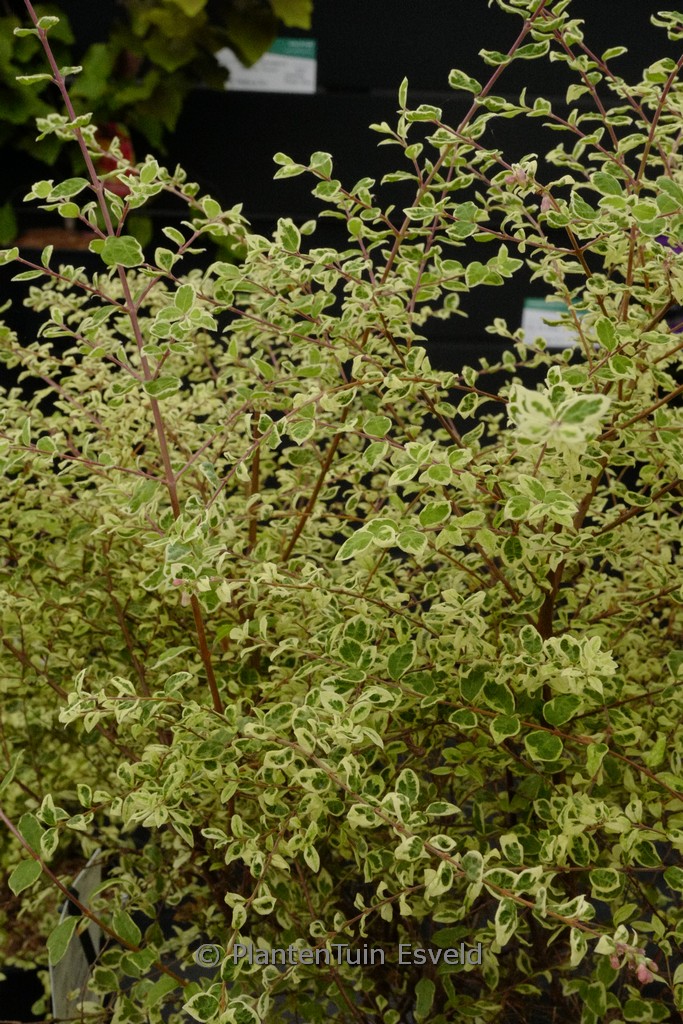 Symphoricarpos chenaultii ‚Rant02‘ (Fiesta Berry)