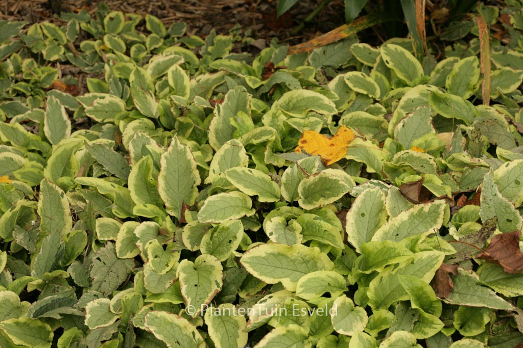 Symphytum grandiflorum ‚Goldsmith‘