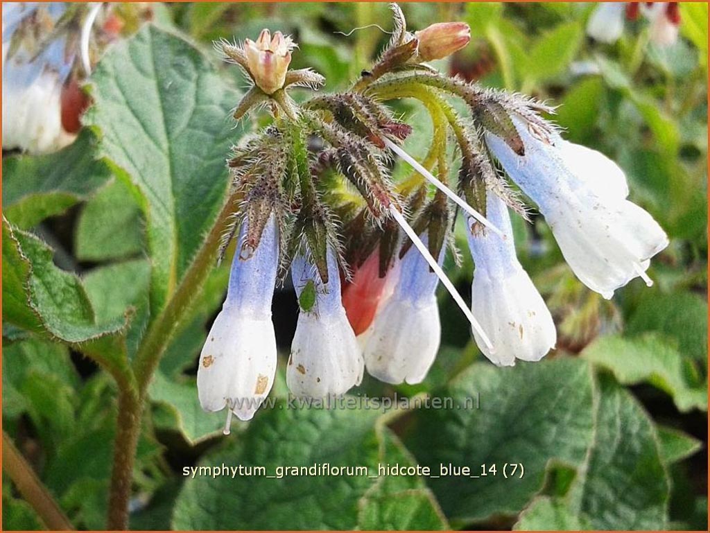 Symphytum grandiflorum ‚Hidcote Blue‘