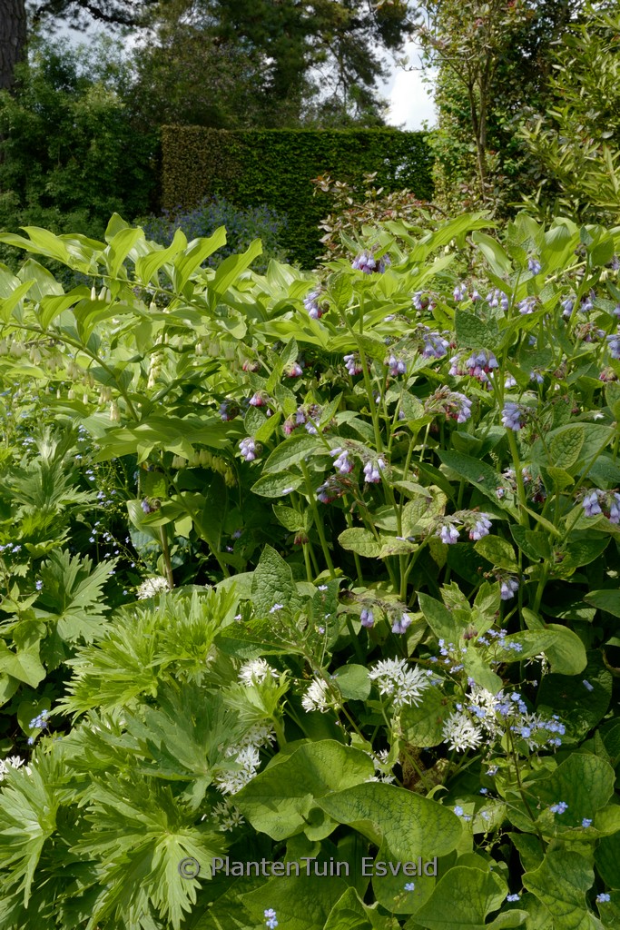 Symphytum grandiflorum ‚Wisley Blue‘