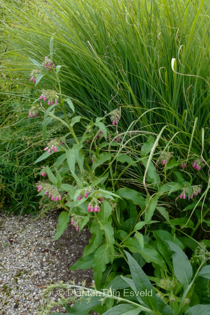 Symphytum officinale ‚Moulin Rouge‘