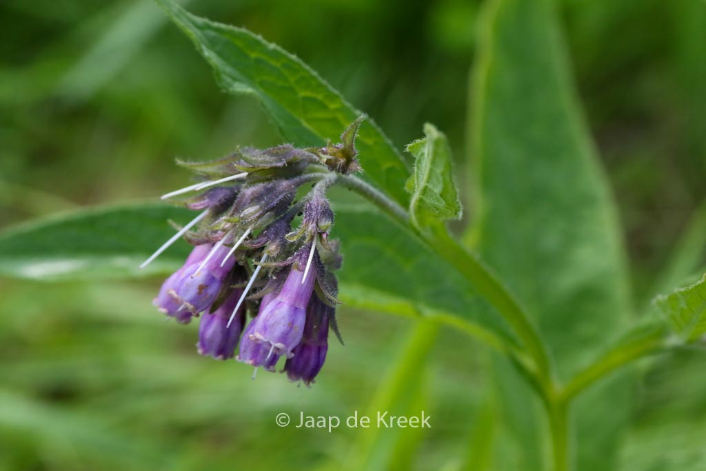 Symphytum officinale