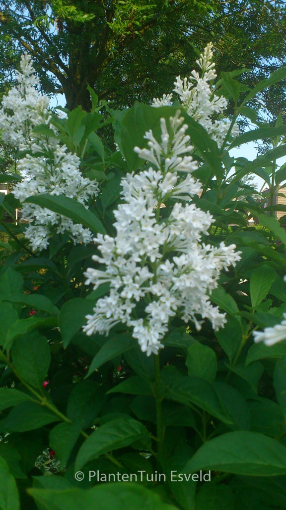Syringa ‚Agnes Smith‘