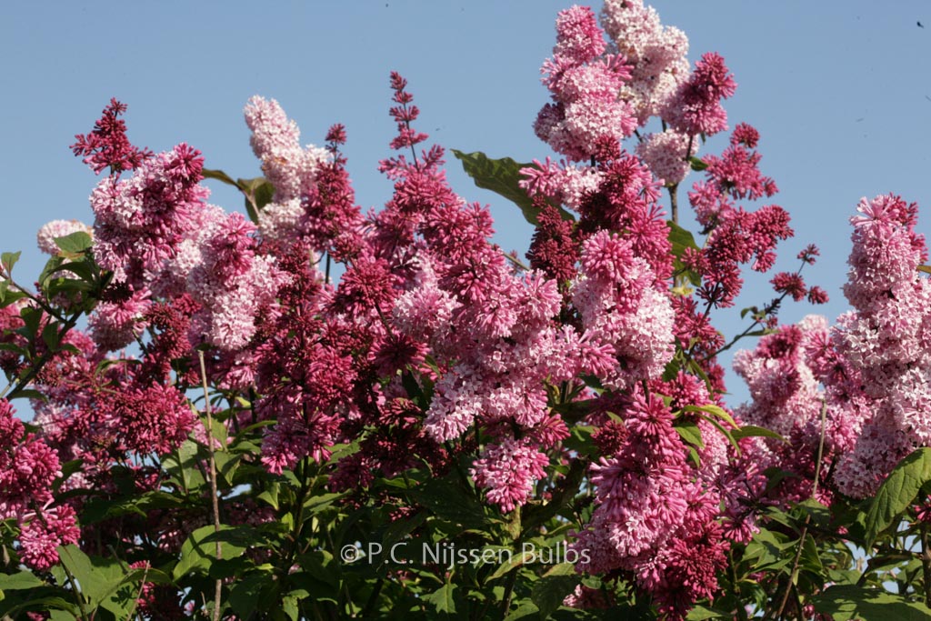 Syringa ‚Bellicent‘