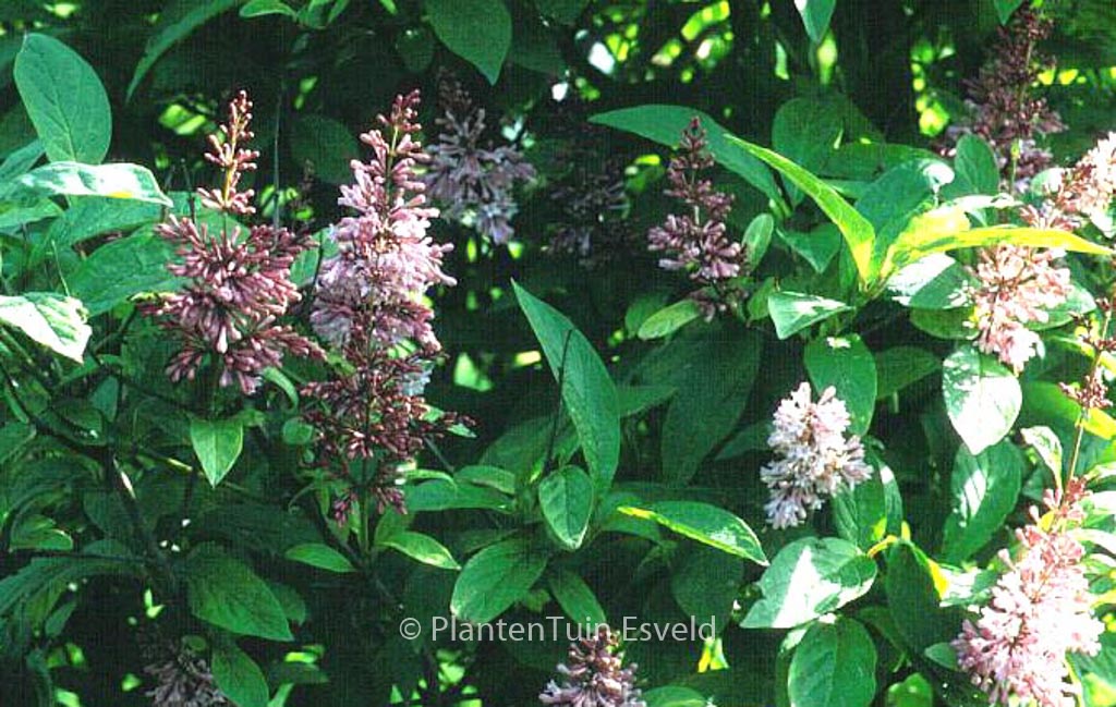 Syringa ‚James McFarlane‘