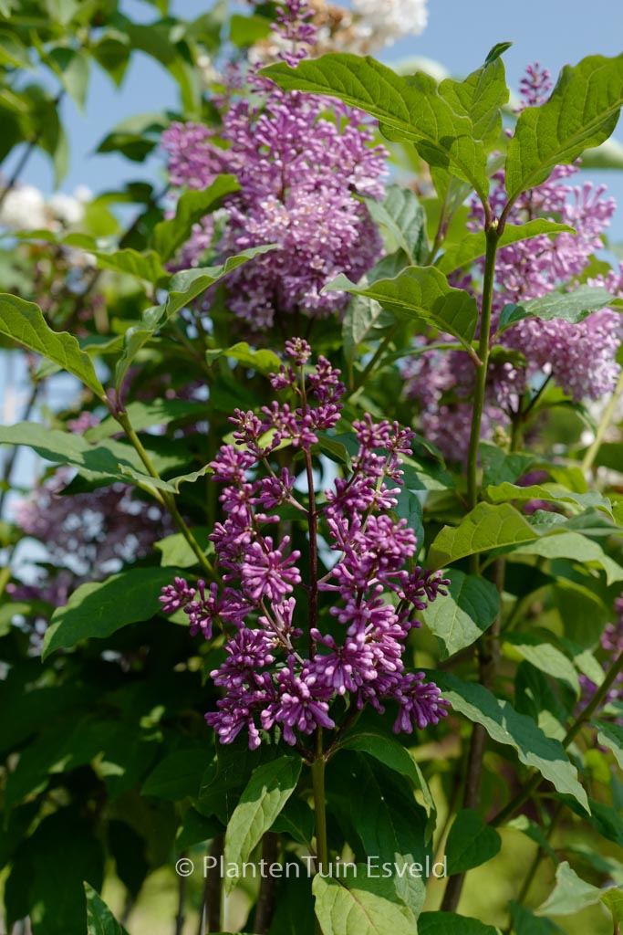 Syringa ‚Minuet‘